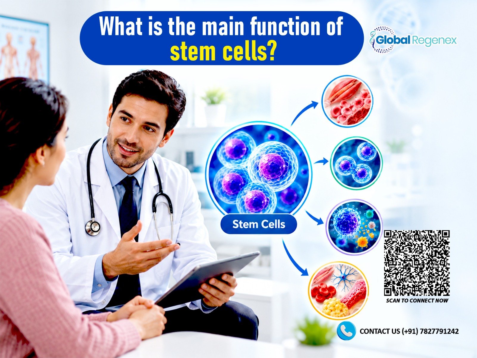 What Is the Main Function of Stem Cells